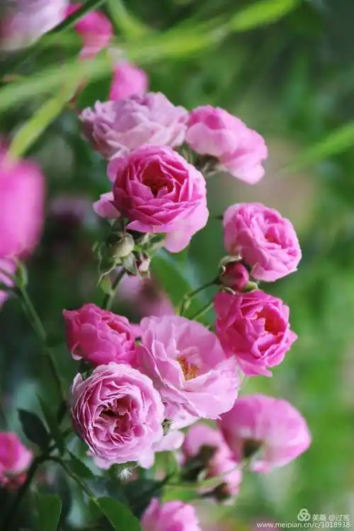 其它 爱在蔷薇   蔷薇:它的花语代表爱情和爱的思念.