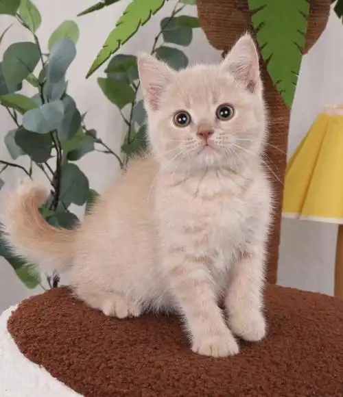 猫  #猫咪  #英短  #乳色  #乳色英短  #英短