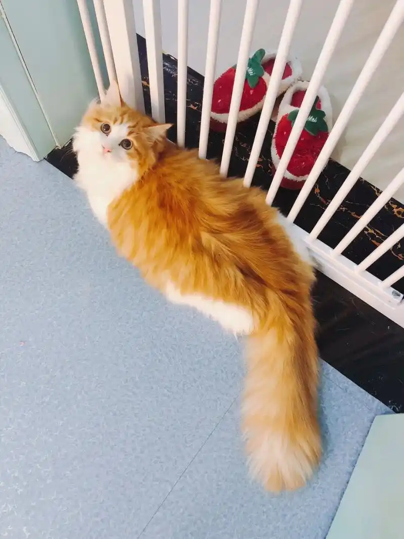 【八卦贴】布偶串串之橘白狮子猫.