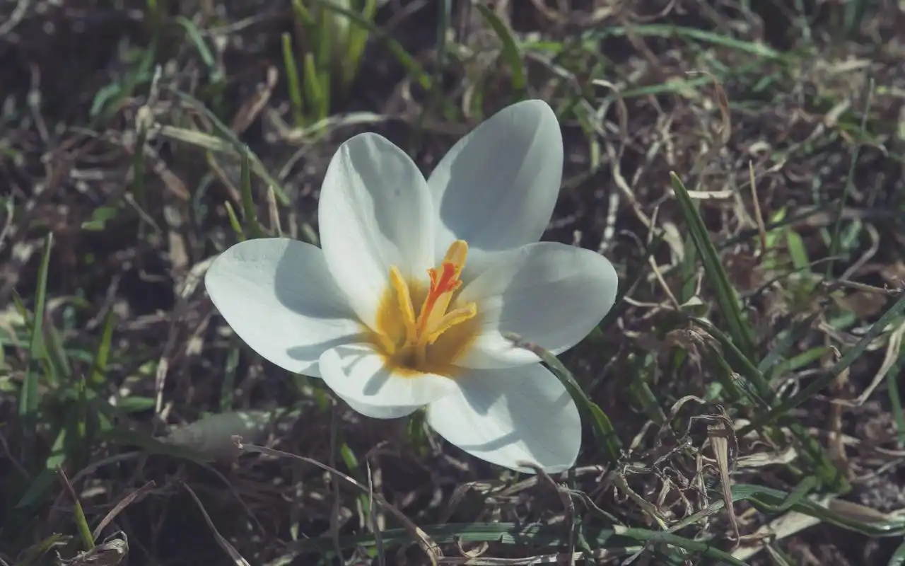 纯洁无暇的白色花卉图片高清壁纸