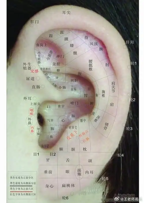 耳朵像人的肾,男人左耳朵为金星,右耳为木星.女人反断.木主肝脏.