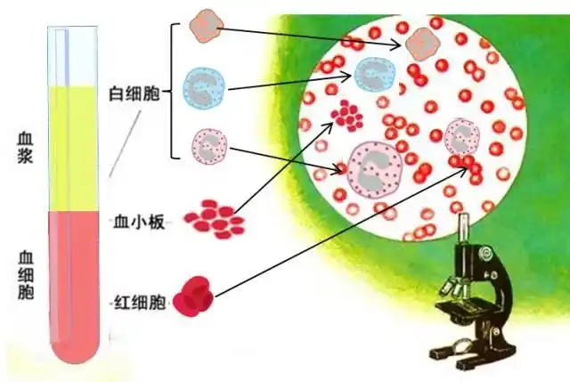 血液组成成分及其功能 正常的血液由血浆和三种血细胞组成,分别是红
