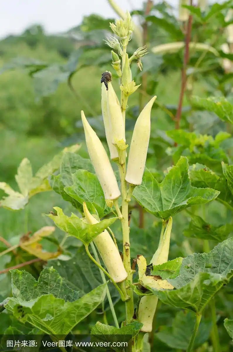 秋葵属植物(女指),结果
