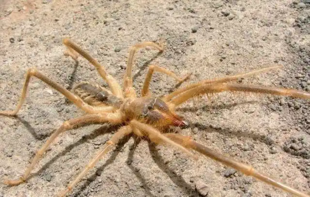 骆驼蜘蛛到底是什么生物?关于它的传闻有哪些是真的?