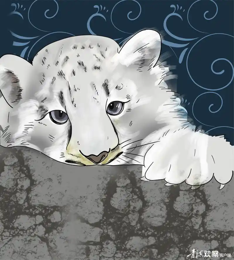 守护云端的雪豹