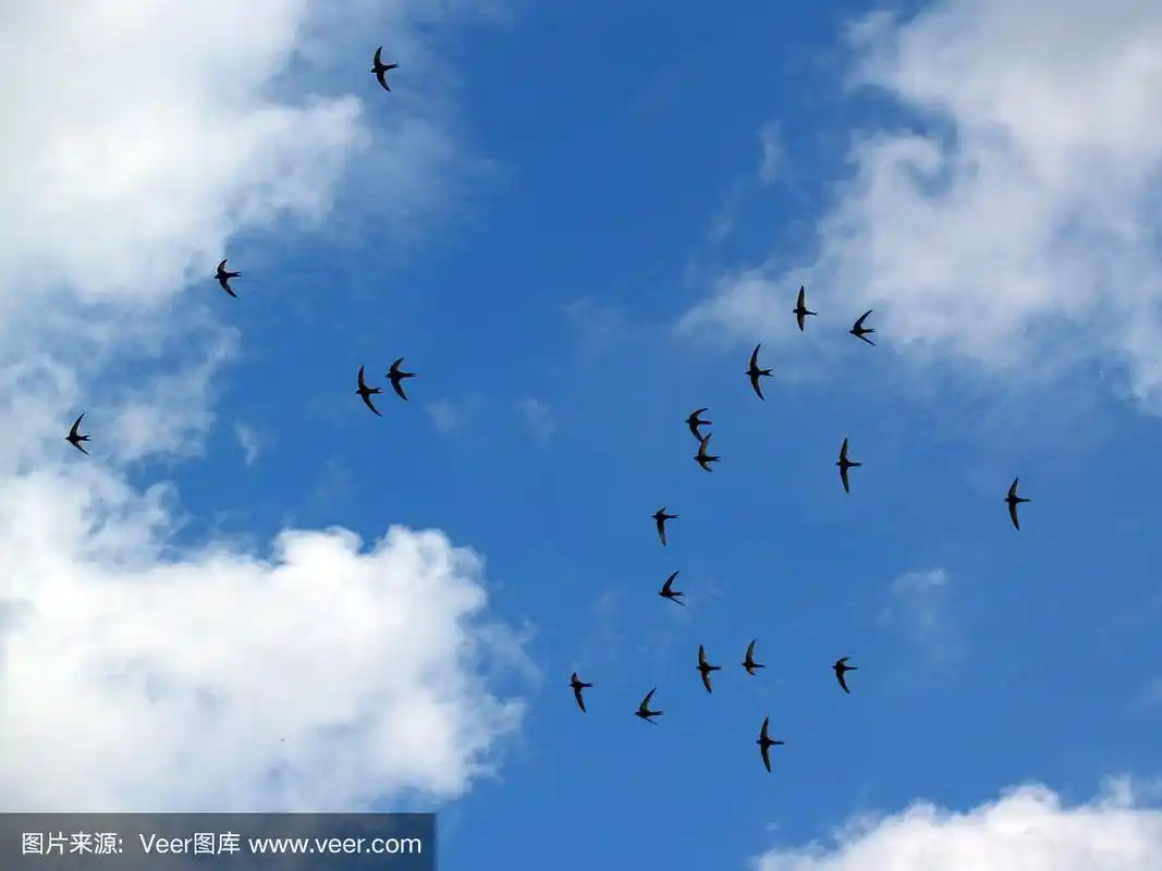 燕子在蓝天上飞翔