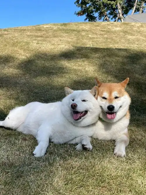 狗狗认出好朋友后立刻起身抱住##柴犬