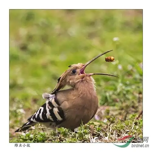 戴胜鸟吃虫瞬间