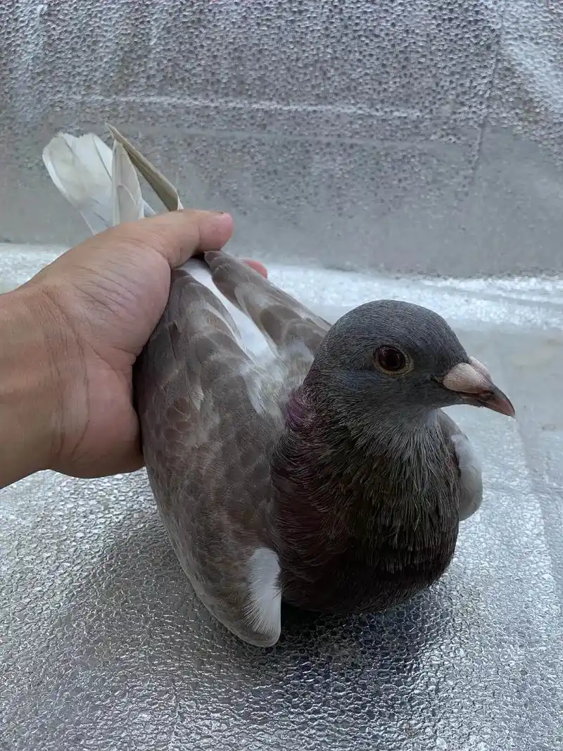 詹森红狐特留种鸽