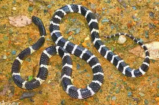 基本上每天都有两人以上发帖遇到银环,而且这货是国内公认的第一毒蛇