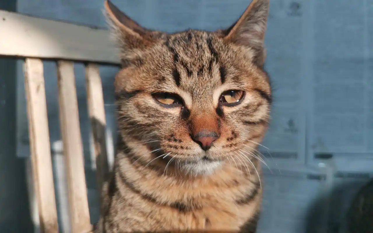 狸花猫:劝你离我远一点,我很凶的!