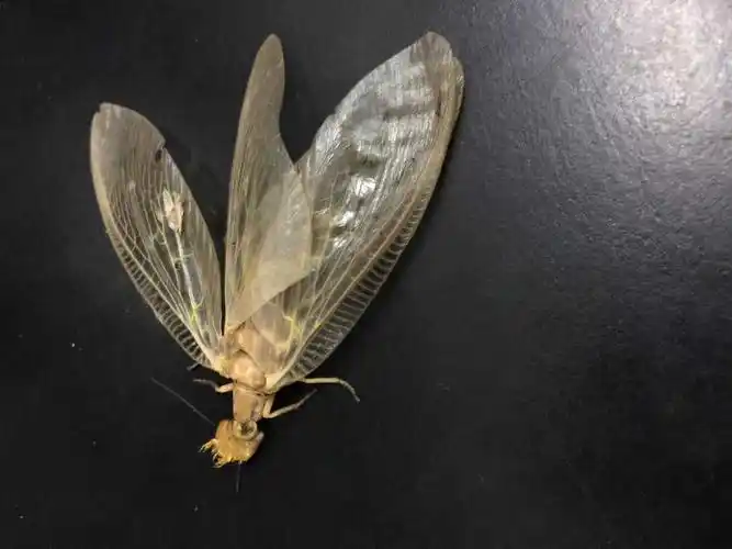 这是什么虫,三四厘米