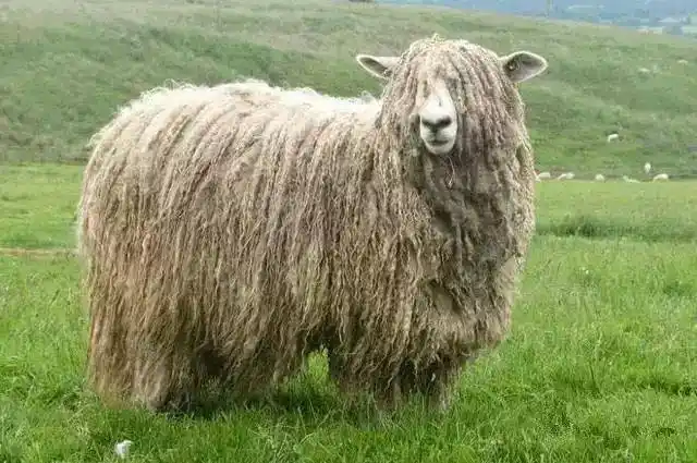 世界上最好,最全的羊,看看哪个适合你!_品种