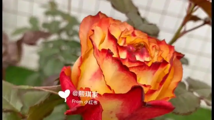 冷门月季 菲拉 夏天直立性不错 分支性超强