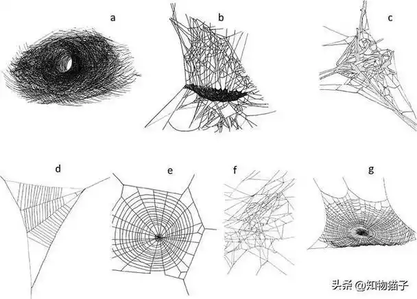 迷宫漏斗蛛结网蜘蛛千千万盘丝洞的灵感它们占了一大半