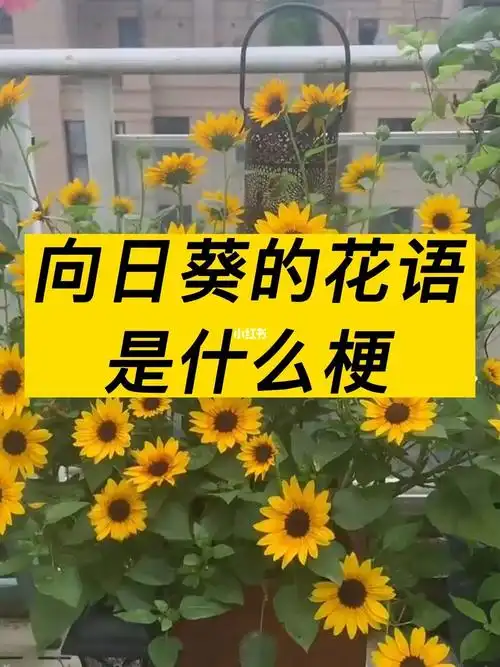 向日葵的花语是什么梗