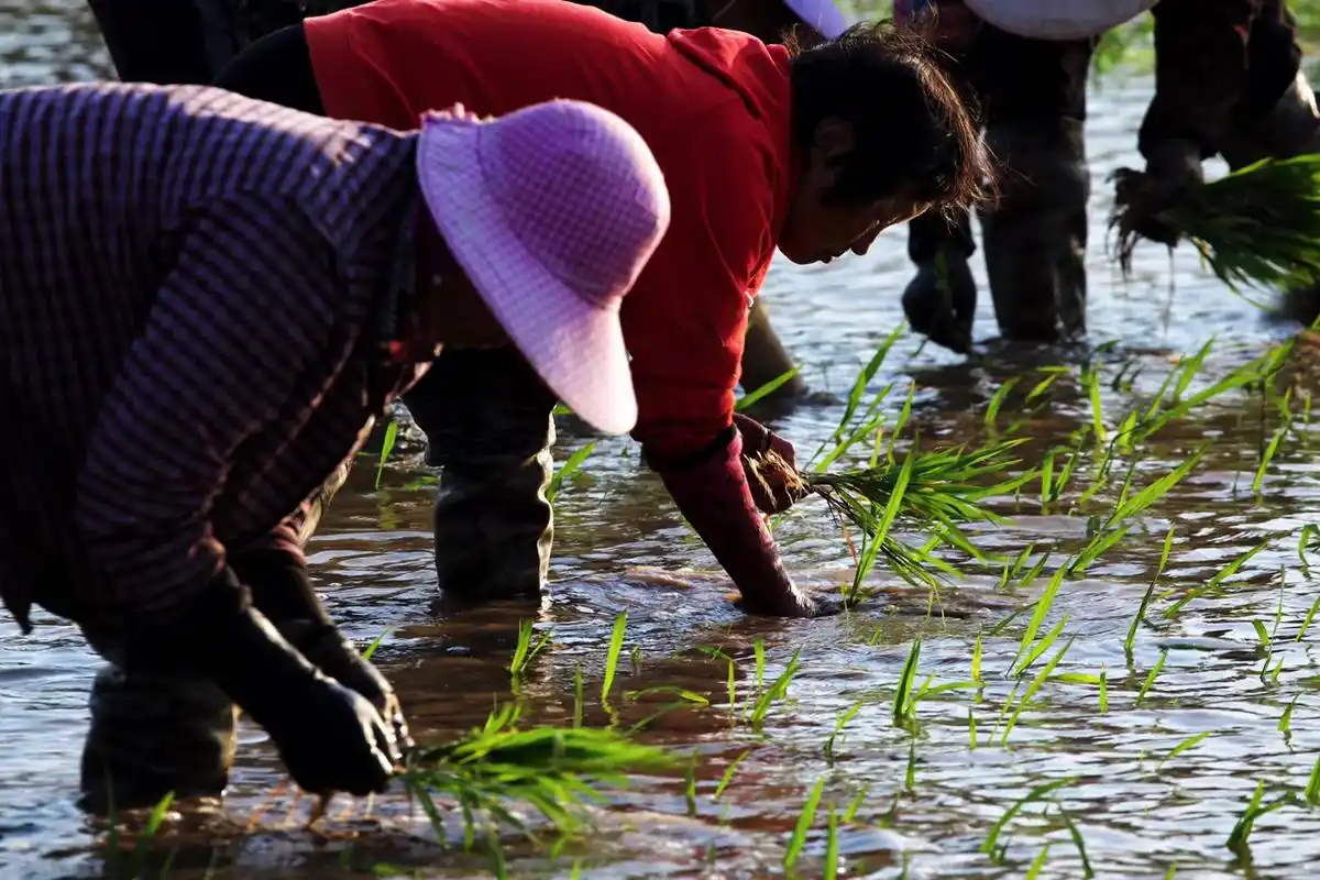 勤劳的农村人 《辛苦并快乐着的乡村插秧队》本组图片拍摄于琅 - 抖