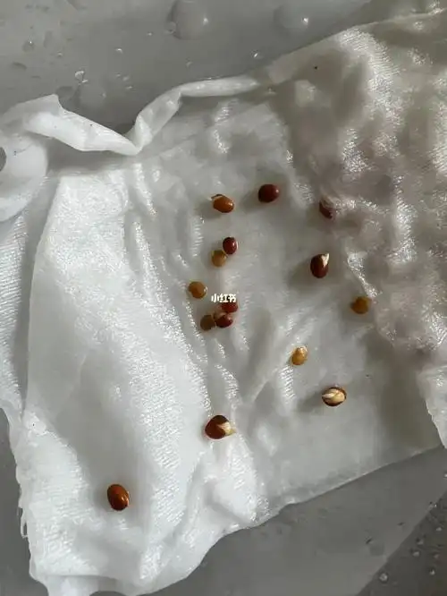 纸巾催芽樱桃萝卜种子一天就发芽了