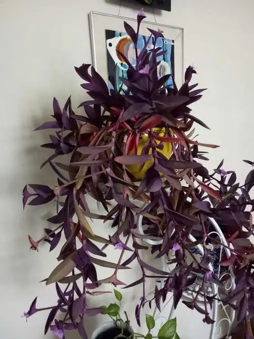 其它 两盆紫竹 写美篇紫竹花不像桃花那般娇艳,也没有梅花那么的傲霜