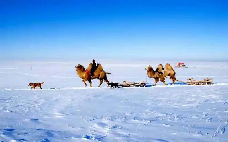 有一种旅行,叫去冬天的呼伦贝尔