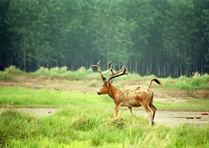 江苏大丰麋鹿国家级自然保护区