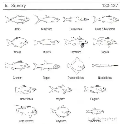 20组鱼类识别汇总图