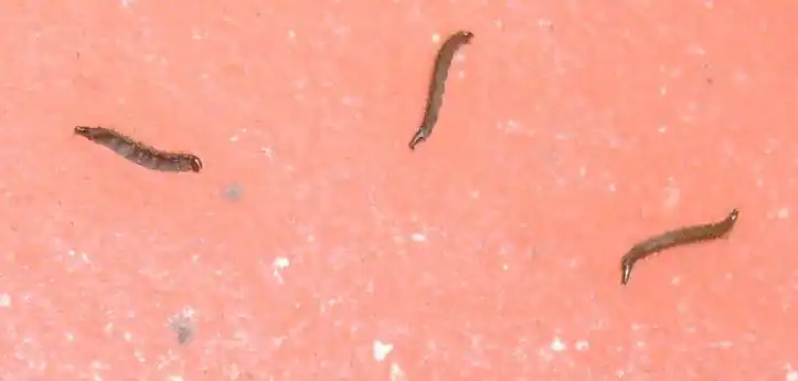 太可怕了!原来「它」容易传播病毒!该如何快速去除,这篇一定实用!