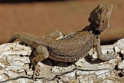 爬行动物有哪些?这些你都知道多少