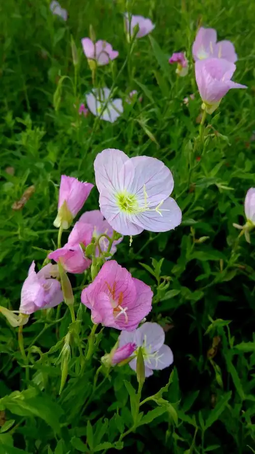 月见草 ～ 晨曦花影