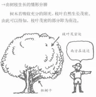 几个野外辨别方向的方法 | 野人部落