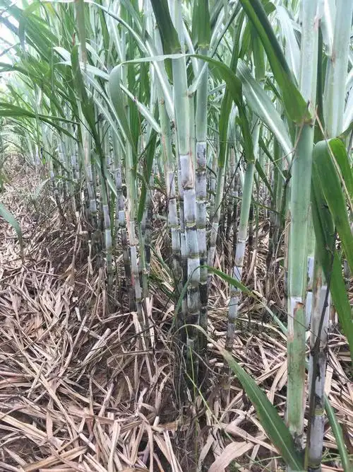 "三富山"甘蔗基地实记——桂糖46