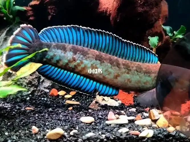 是你的梦中情嘛