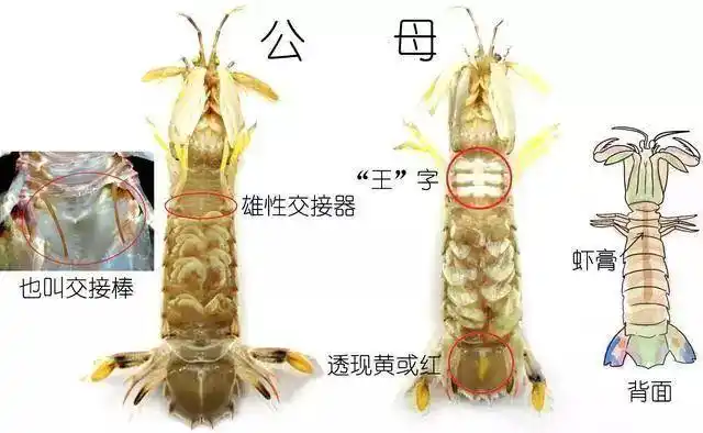 聊聊我们爱吃的虾蛄吧……你认识几种?(作者:zam)