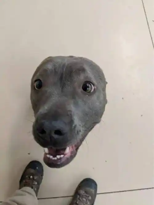 这波忍不住多看几眼的错觉图有点吓人又有点好笑啊