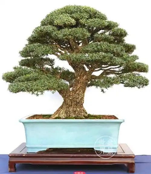 最美的100盆黄杨_盆景_作品_cm