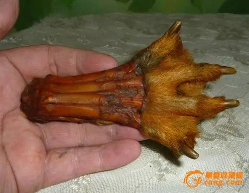 五指全豹爪一只