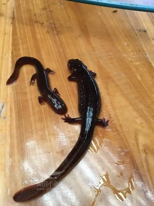 在小溪发现四脚"怪兽",鱼鱼知道这是什么?