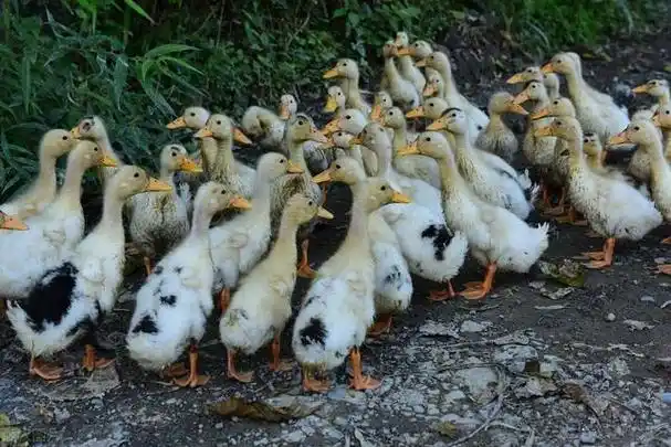 每当春回大地,万物复苏之时,孵化出壳的小鸭子们便成了乡间最热闹的一