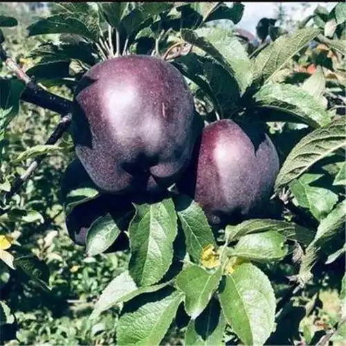 黑钻苹果苗3公分花期提升授粉率