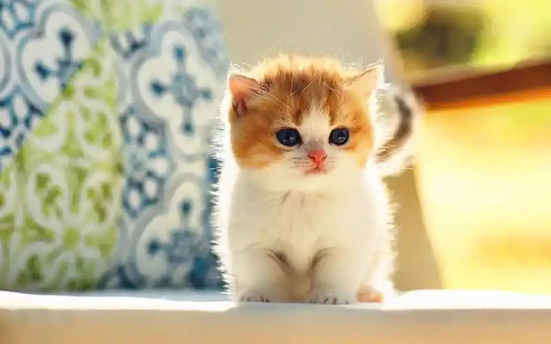 活动作品超萌小奶猫乖乖的脑袋圆乎乎