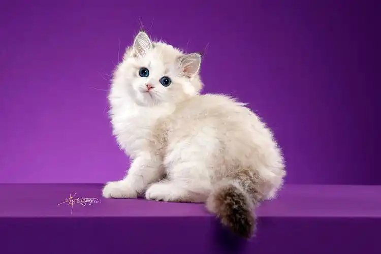 为什么布偶猫很贵? - 我爱猫咪网