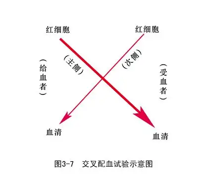 临床执业医师循环系统复习指导