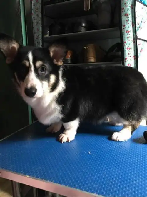 展开全部 深貂版的柯基犬,我没看出来哪里不纯