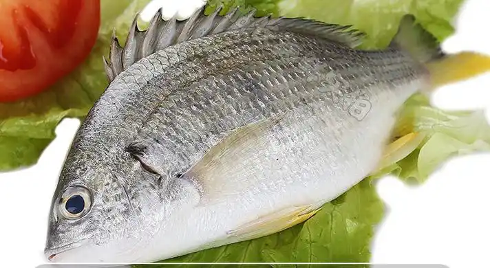 福建新鲜黄翅鱼当天深海鱼黄赤鱼海黄鳍鲷黄脚立鲷鱼特大2斤装共2条