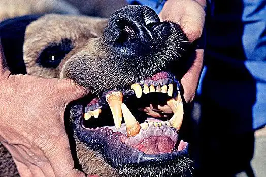 生物学家,检查,牙齿,棕熊,加拿大西北地区,加拿大