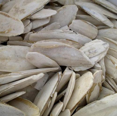 中山墨鱼骨进口代理报关公司