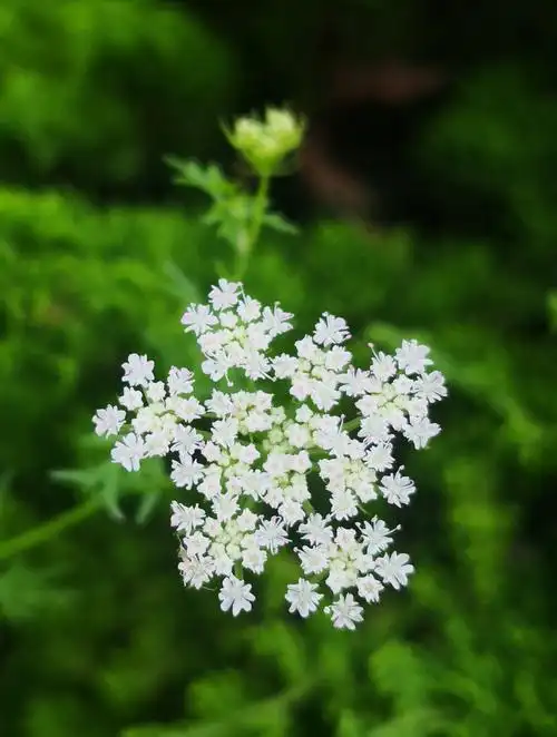 用镜头寻找美蛇床花(一)【首发】