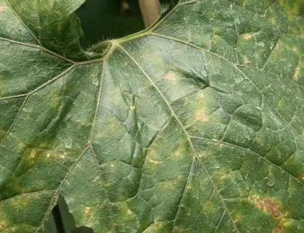 看叶子应该是霜霉病和靶斑病.