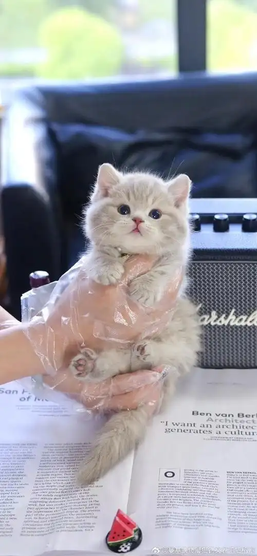 浅蓝虎斑曼基康矮脚弟弟