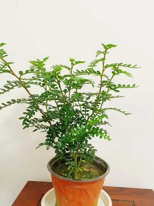 正宗清香木盆栽花卉室内外驱蚊草植物